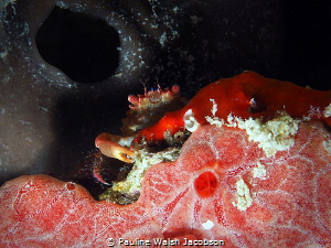 Red-Ridged Clinging Crab, Mithraculus forceps, Mingo Cay,... by Pauline Walsh Jacobson 